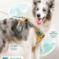 NOVET AirMesh 反光胸背帶